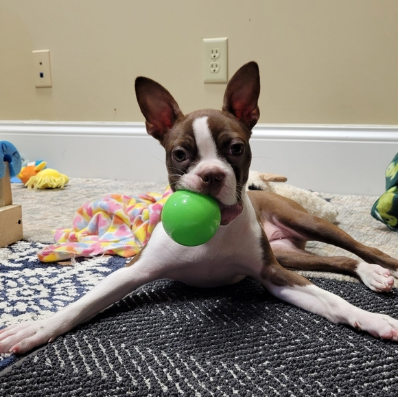 Meet your Posher, Jesse - Picture 2 of 4